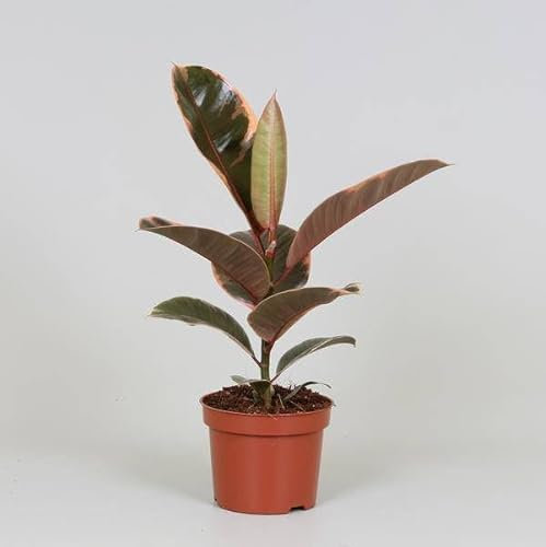 Ficus Elastica Belize – Ø 12 cm – 30 cm