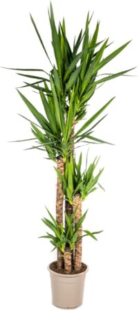 Yucca Elephantipes - 150-170cm - Ø27cm - Pianta d'appartamento - Sempreverde