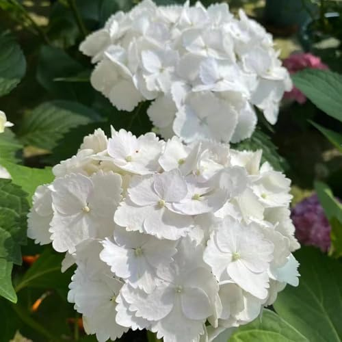 900 piezas semillas de hortensias - semillas de perennes resistentes, en resistentes, para exterior, pradera prado