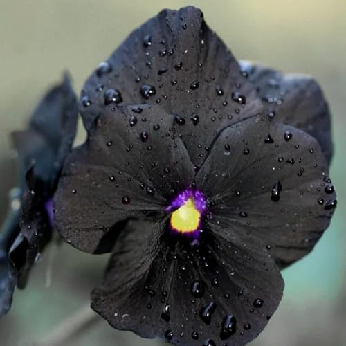 semi di viola del pensiero resistenti all'esterno di viola del pensiero, ombra da giardino, 50pcs