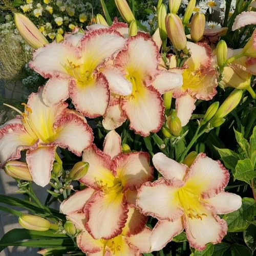 taglilien winterhart mehrjährig - Hemerocallis middendorffii wohnzimmer stauden winterhart mehrjährig bonsai kräutersamen Seltene Serie 30samen