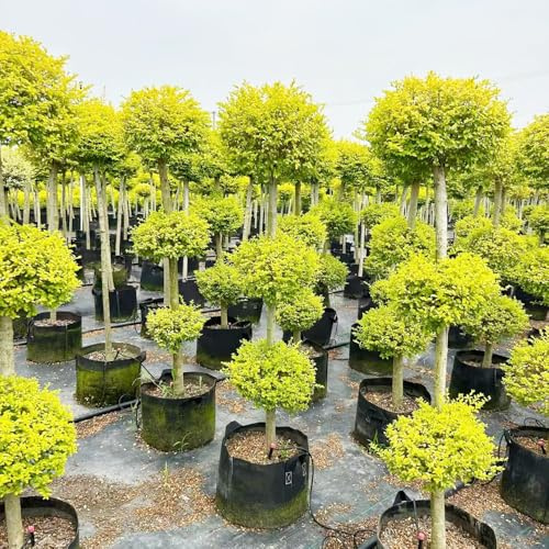 ligustro da appartamento che purificano l'aria ligustro da giardino resistenti in vaso balcone rare decorazioni giardino per esterni arbusti resistenti 200semi