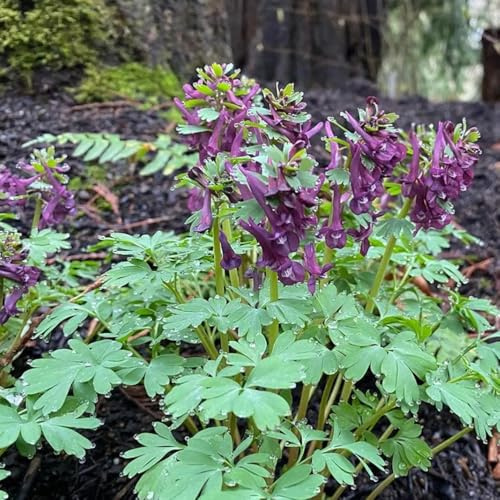semillas de espuela de caballero - silvestres del balcón raras, decoración sala estar balcón jardín cobertura del suelo jardín 130pcs