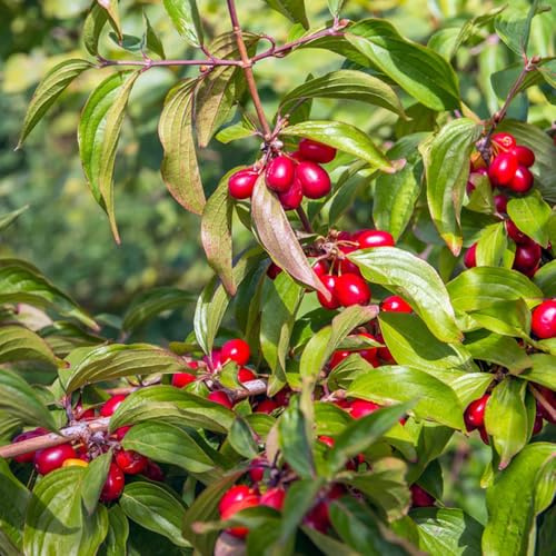 Semillas de cornalina, frutales, de balcón Cornus officinalis, de jardín de fresca enanos resistentes Arbustos 250pcs
