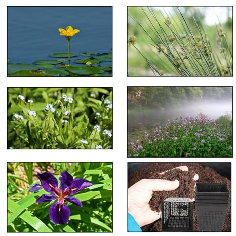 Lincolnshire Pond Plants Ltd - Pond Starter & Top up Packs - Oxygenating - Compost and Pots (XS)