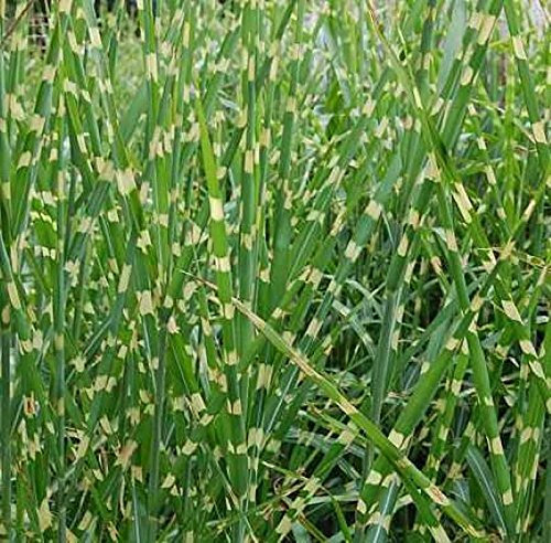Chinaschilf Zebragras - Miscanthus sinensis - lebende Gartenpflanze aus den Baumschulen