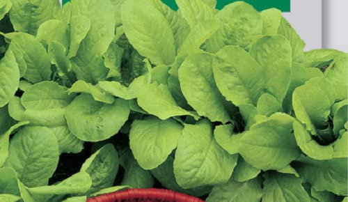 100 SEMI DI LATTUGA BIONDA A FOGLIA LISCIA:Grani