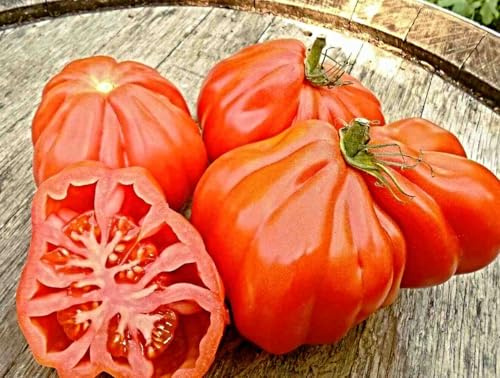 Samen Tomate Coeur de Boeuf, Ochsenherztomate, Oxheart Giant (100 Samen)