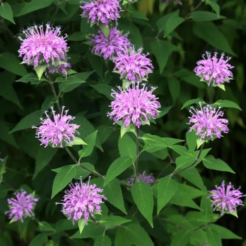 Semi resistenti di ortica indiana - giardino balcone perenni 20pcs
