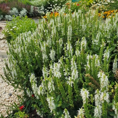semi di salvia - copertura del terreno, aiuole rialzate, per balcone, estremamente resistenti 250pcs