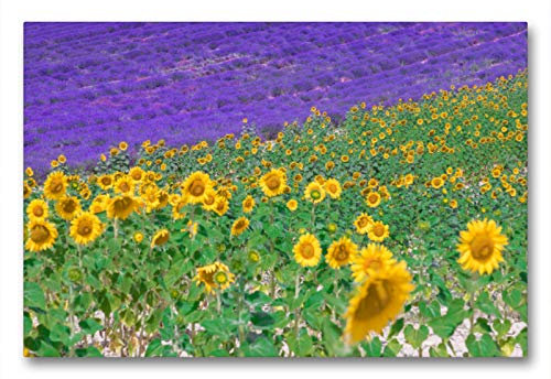 Premium Textil-Leinwand 90 x 60 cm Quer-Format Sonnenblumen mit Lavendel | Wandbild, HD-Bild auf Keilrahmen, Fertigbild auf hochwertigem Vlies, Leinwanddruck von Joana Kruse