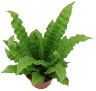 Helecho Nido de Ave DECOALIVE Asplenium Planta Ideal para Ambientes Húmedos y Luminosos