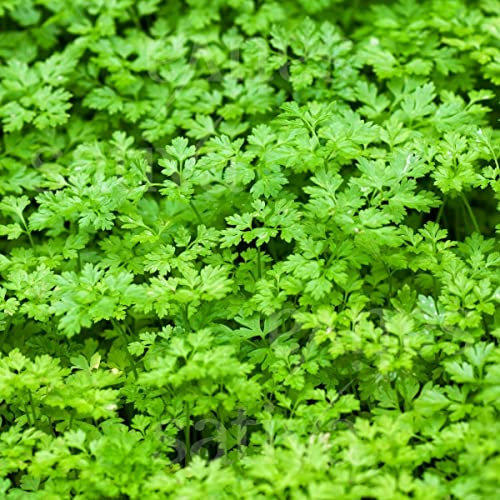 2000 Seeds of Chervil Anthriscus Cerefolium
