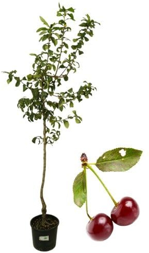 P. Piantine da Orto | Marascone, Pianta in Vaso Diametro 22 cm, da Frutto in Vaso, Pianta Vera da Esterno, Giardino in Terrazza, Vivaio Italiano