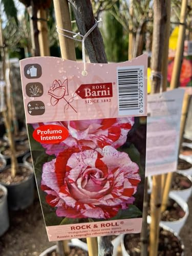 PIANTA DI ROSA ALBERELLO BARNI VASO BIANCO (foto reali) COLORI MIX (MPN:Rock & Roll;)