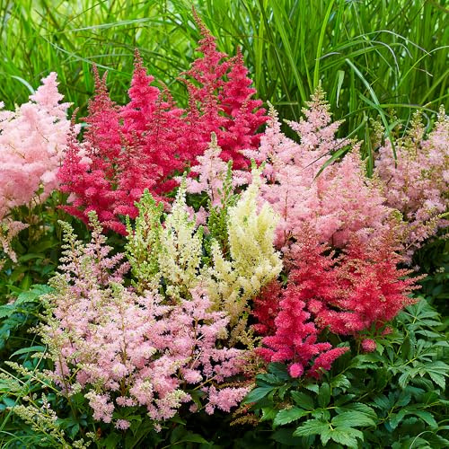 Astilbe Mix - Plantas de flores blancas, rojas, moradas y rosas con hojas plumosas en macetas de 11cm. Perfectas para sombra, resistentes y perennes. Ideales para jardines boscosos y bordes florales.