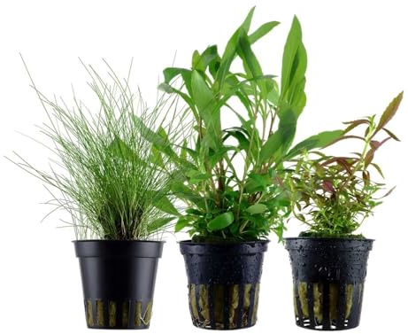 AquaOne Aquarium Pflanzen 3X Wasserpflanzen Einsteiger Aquarienpflanzen | Eleocharis Limnophila Hygrophila