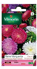 Reine-Marguerite Princesse Super Géante Variée