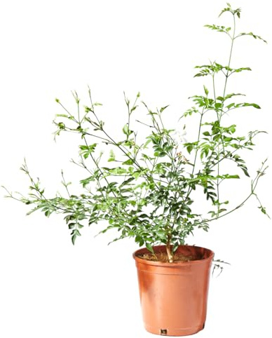 Verdecora Jazmín Andaluz en Maceta de 3L Planta natural de exterior