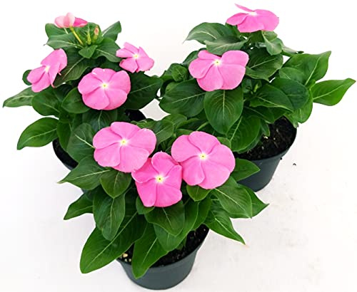 POWERS TO FLOWERS - PERVINCA DEL MADAGASCAR, VINCA ROSA, 3 PIANTE, piante vere