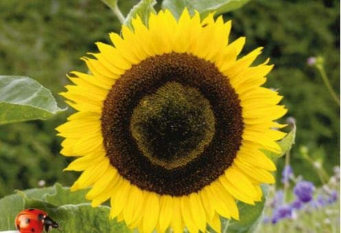 Pcs - 30x Tournesol Haute Jaune Semences Jardin Plantes - Graines K327 - Seeds & Plants Shop by Ipsa