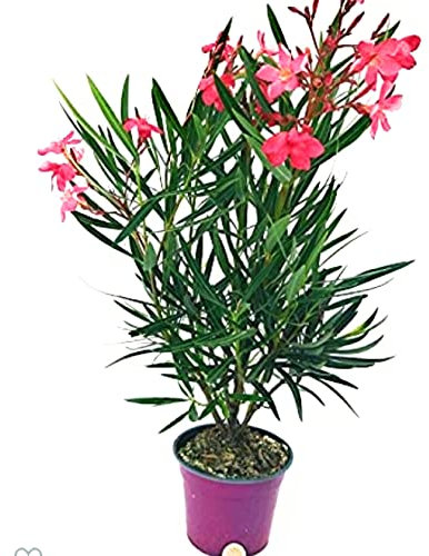 Oleandro Rosa pianta vera TERRE DI ROMAGNA MADE IN ITALY