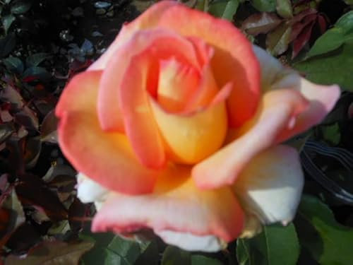'Shelia's Perfume' Floribunda Rose- Yellow Blooms Lined with Pink Edges - Strong Fragrance - 4lt Potted Rose