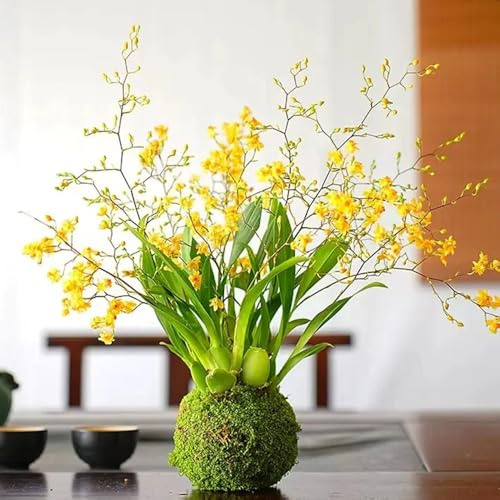semi di orchidea oncidium - perenne resistente tappezzante all'esterno all'esterno da giardino roccioso resistenti 90pcs