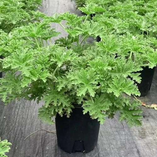 Zitronengeranie blumenwiese herbstaussaat mehrjährig blumenwiesensaat kräuterbeet küchenkräuter herbstblumen winterhart schnittblumen blumensaat blumendeko topfpflanzen echt 200samen