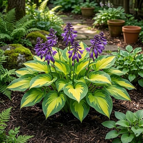Bulbi di hosta- Rizoma di Hosta-Compatti- Naturali- Intatti, Freschi，Robusti，,resistenti al freddo e alla siccità-4 Rizoma