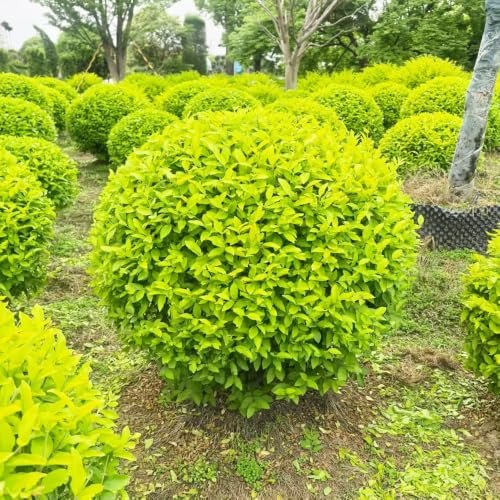 Semillas de aligustre - productos sostenibles de hoja resistentes balcón variedades antiguas exótico verdes semillas orgánicas 500pcs
