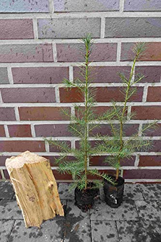 10st. Douglasie 50-80cm Quickpot/Ballen – Pseudotsuga menziesii viridis Jungpflanzen | Douglasien | Nadelgehölze | Forst & Garten