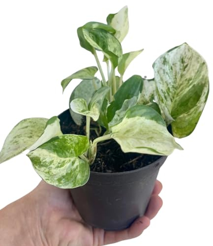 Potho Variegata Natural Planta de Interior Fácil de Cuidar con Hojas Colgantes