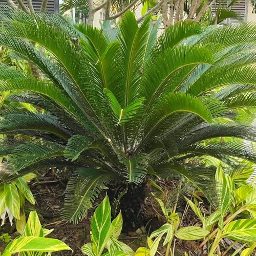 Semi resistenti di felce palmata, semi di giardino Cycas revoluta, vecchie varietà sempreverdi resistenti 8pcs