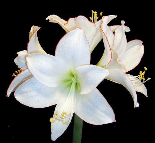 Amarylliszwiebeln : Ritterstern (Amaryllis) – Hippeastrum  Picotee  1 Blumenzwiebel