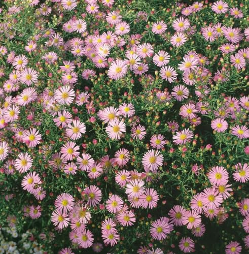 Aster ericoides 'Pink Cloud' 9x9 cm Topf – Winterhart, Mehrjährig, Pflegeleicht – Heideaster – Beetstaude für Garten & Rabatte