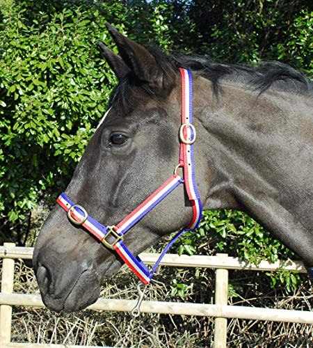 Rhinegold Ponystrick Tierhalsband Pony Größe, Nylon, Einstellbare Noseband und Messing-Stollen und Schnallen