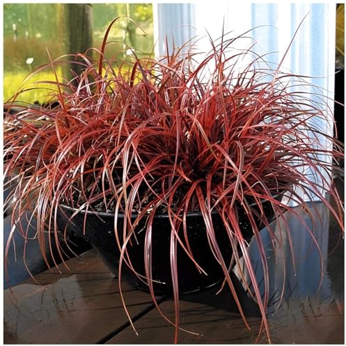 Stauden Gänge 3 x Uncinia rubra 'Everflame' Mahagonigras winterhart | Niedriges Ziergras für Sonne bis Halbschatten, Blüte Mai bis Juni, mehrjährig, 1 L Topf (11x11 cm)
