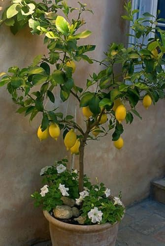 Limonero Ornamental Vivo (Citrus limon) - sin necesidad de mantenimiento,Ecologización-4 BULBOS