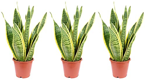 3x Bogenhanf, pflegeleichte Zimmerpflanze, Sansevieria trifasciata Laurentii - Höhe ca. 35 cm, Topf-Ø 12 cm