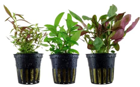 AquaOne Aquarium Pflanzen 3X Wasserpflanzen Set mit 3 Mittelgrundpflanzen | Mittelgrund Aquarienpflanzen, Lobelia Limnophila Staurogyne repens