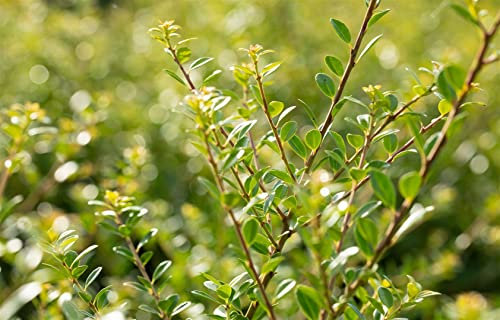 Ilex crenata 'Stokes' 30-40 cm - Japanische Stechpalme, immergrün, ideal für Hecken und Kübel, schnittverträglich, winterhart