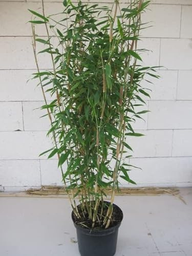 Fargesia robusta Campbell® - robuster Heckenbambus 80-100 cm Verpackungseinheit 10