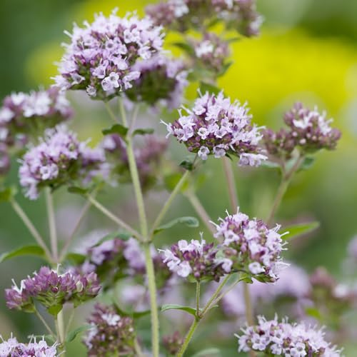 maggiorana vegetali semi di maggiorana Coltivare invernali sostenibili per giardino di aromatiche da interno giardino aromatiche tappezzanti 400semi