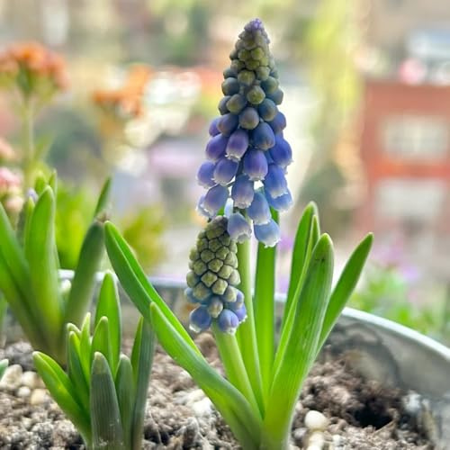 10bulbi di giacinti perenni resistenti - primaverile, rara di giacinto, mini giardino copertura del terreno, perenne