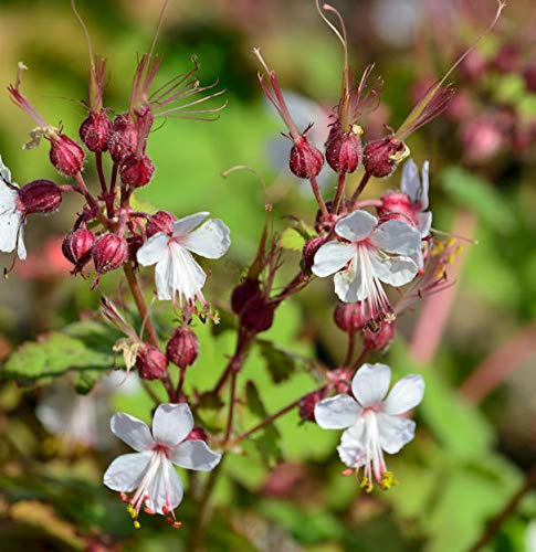 Balkanstorchschnabel Spessart - Geranium macrorrhizum - lebende Gartenpflanze aus den Baumschulen
