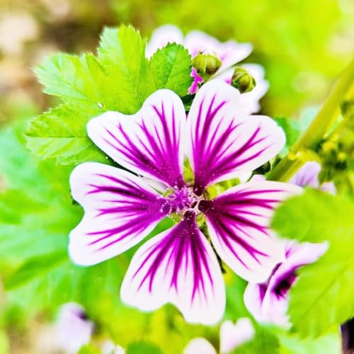 semillas de malva perenne resistente semillas de malva exóticas las trepadoras son resistentes interior del 100pcs