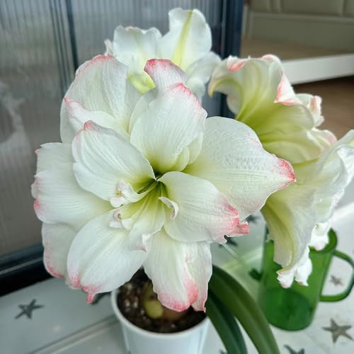 amaryllis, zimmergewächshaus Hippeastrum outdoor zwiebelblumen seltene winterharte stauden für pralle sonne mehrjährige bodendecker winterhart gartenblumen zimmerbonsai kletterpflanzen 4zwiebel