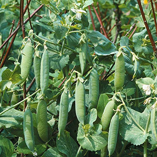 Pea 'Kelvedon Wonder', Garden Seeds Hardy Annual Easy to Grow Your Own Seeds, 1 Packet (150 Pea Seeds) by Thompson and Morgan