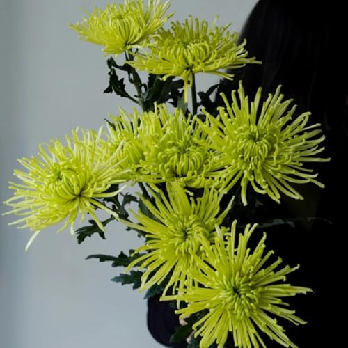 Semi di crisantemo - semi di per luoghi soleggiati da giardino roccioso semi di come per gli ospiti d'appartamento 60pcs
